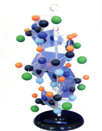 Mô hình cấu trúc Protein